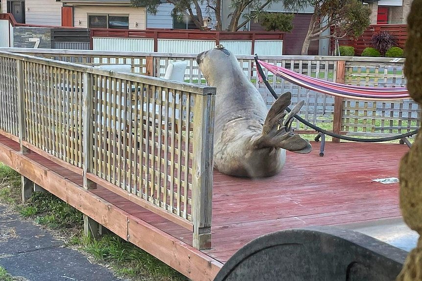 A seal lies on a deck outside a house.