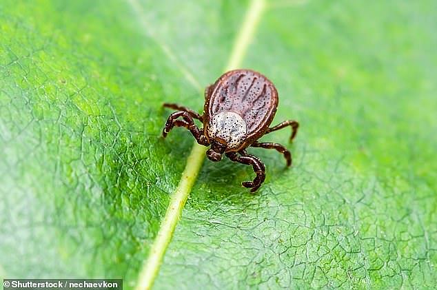 Tick bites can be deadly if untreated and they can cause severe allergic reactions