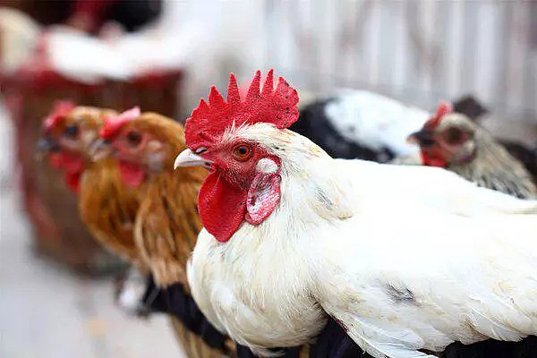 【养生】吃鸡危害大，易得3种癌？坦白说：若想长寿，4种肉真的要少吃（组图） - 4