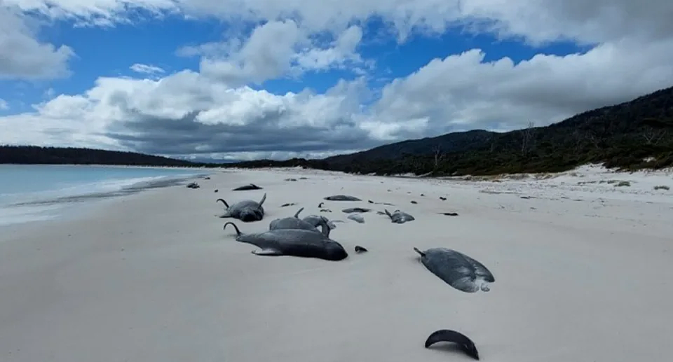 澳洲海滩惊现大批海豚搁浅死亡，尸体密密麻麻！（组图） - 2