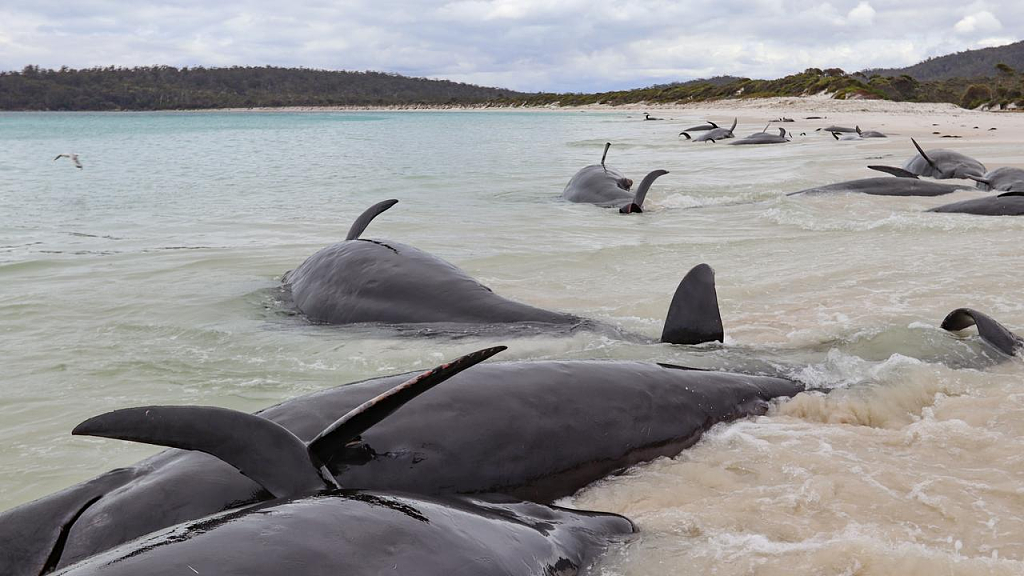 澳洲海滩惊现大批海豚搁浅死亡，尸体密密麻麻！（组图） - 3