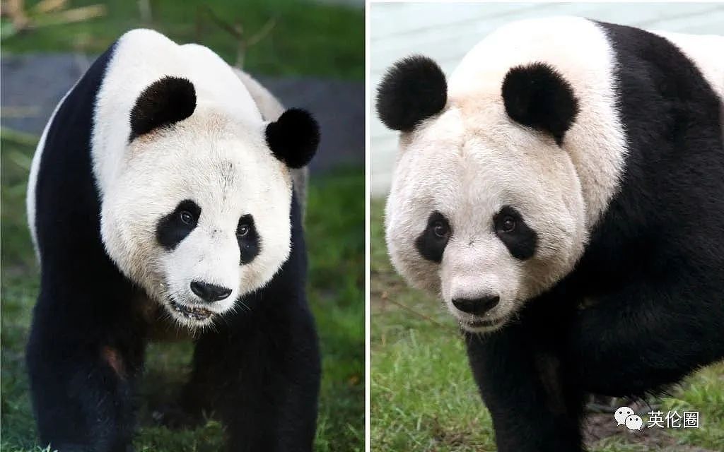 “养不起了“？英国仅有两只大熊猫下月回中国！ 地位比肩王室子嗣，民众心碎：爱我别走...（组图） - 2