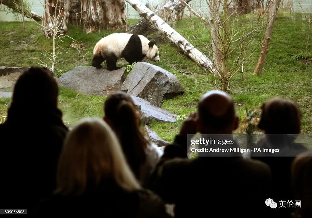 “养不起了“？英国仅有两只大熊猫下月回中国！ 地位比肩王室子嗣，民众心碎：爱我别走...（组图） - 10