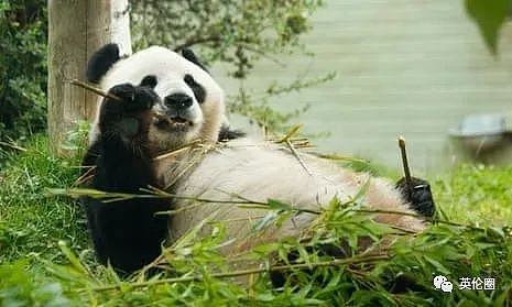 “养不起了“？英国仅有两只大熊猫下月回中国！ 地位比肩王室子嗣，民众心碎：爱我别走...（组图） - 11