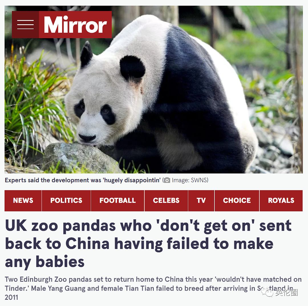“养不起了“？英国仅有两只大熊猫下月回中国！ 地位比肩王室子嗣，民众心碎：爱我别走...（组图） - 15
