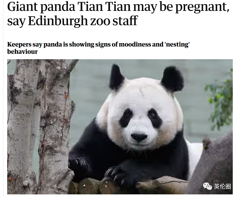 “养不起了“？英国仅有两只大熊猫下月回中国！ 地位比肩王室子嗣，民众心碎：爱我别走...（组图） - 16