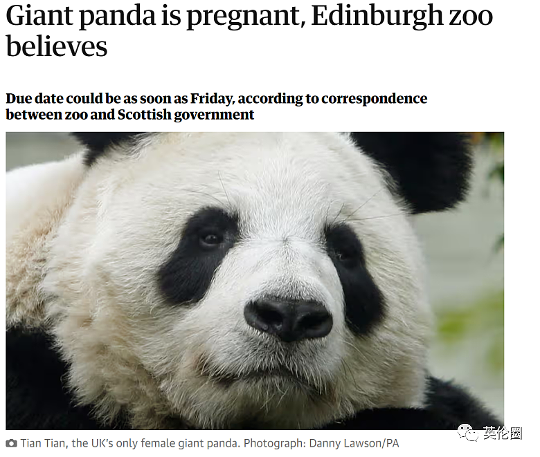 “养不起了“？英国仅有两只大熊猫下月回中国！ 地位比肩王室子嗣，民众心碎：爱我别走...（组图） - 22