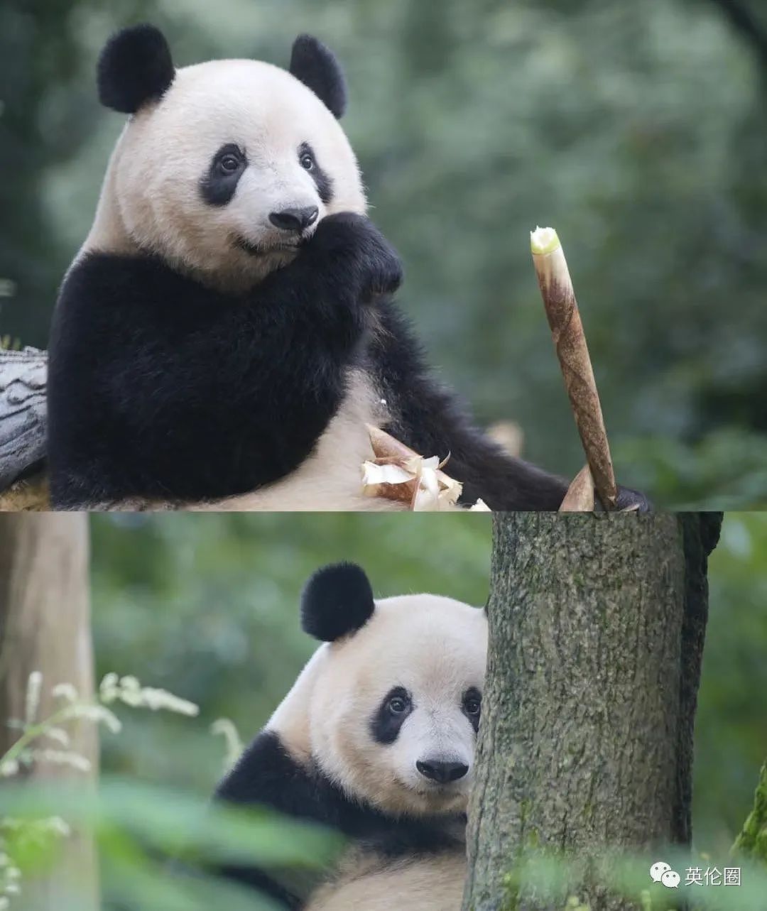 “养不起了“？英国仅有两只大熊猫下月回中国！ 地位比肩王室子嗣，民众心碎：爱我别走...（组图） - 30