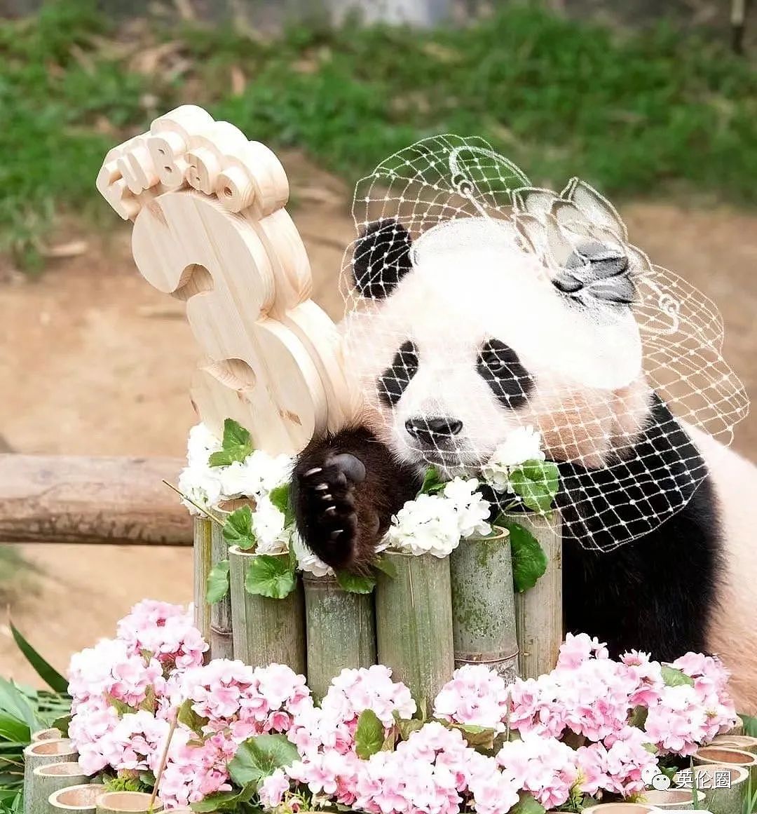 “养不起了“？英国仅有两只大熊猫下月回中国！ 地位比肩王室子嗣，民众心碎：爱我别走...（组图） - 31