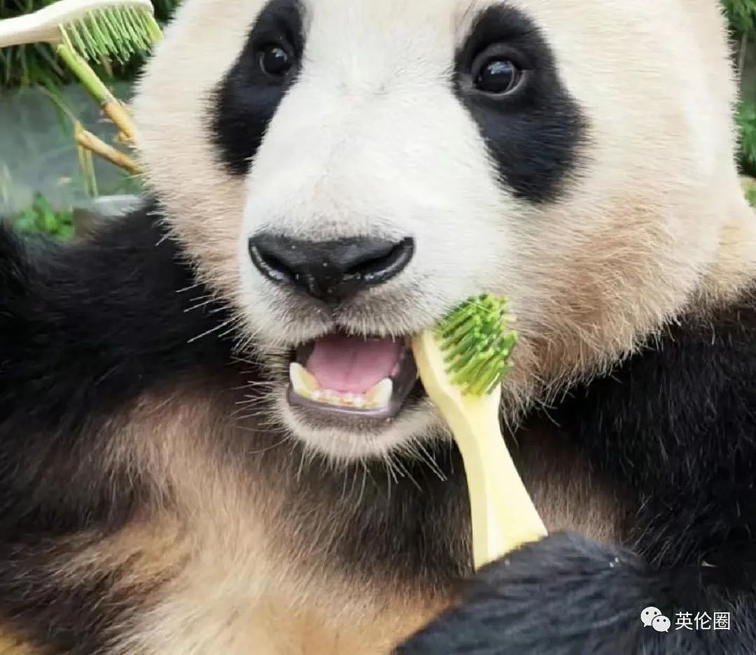 “养不起了“？英国仅有两只大熊猫下月回中国！ 地位比肩王室子嗣，民众心碎：爱我别走...（组图） - 34