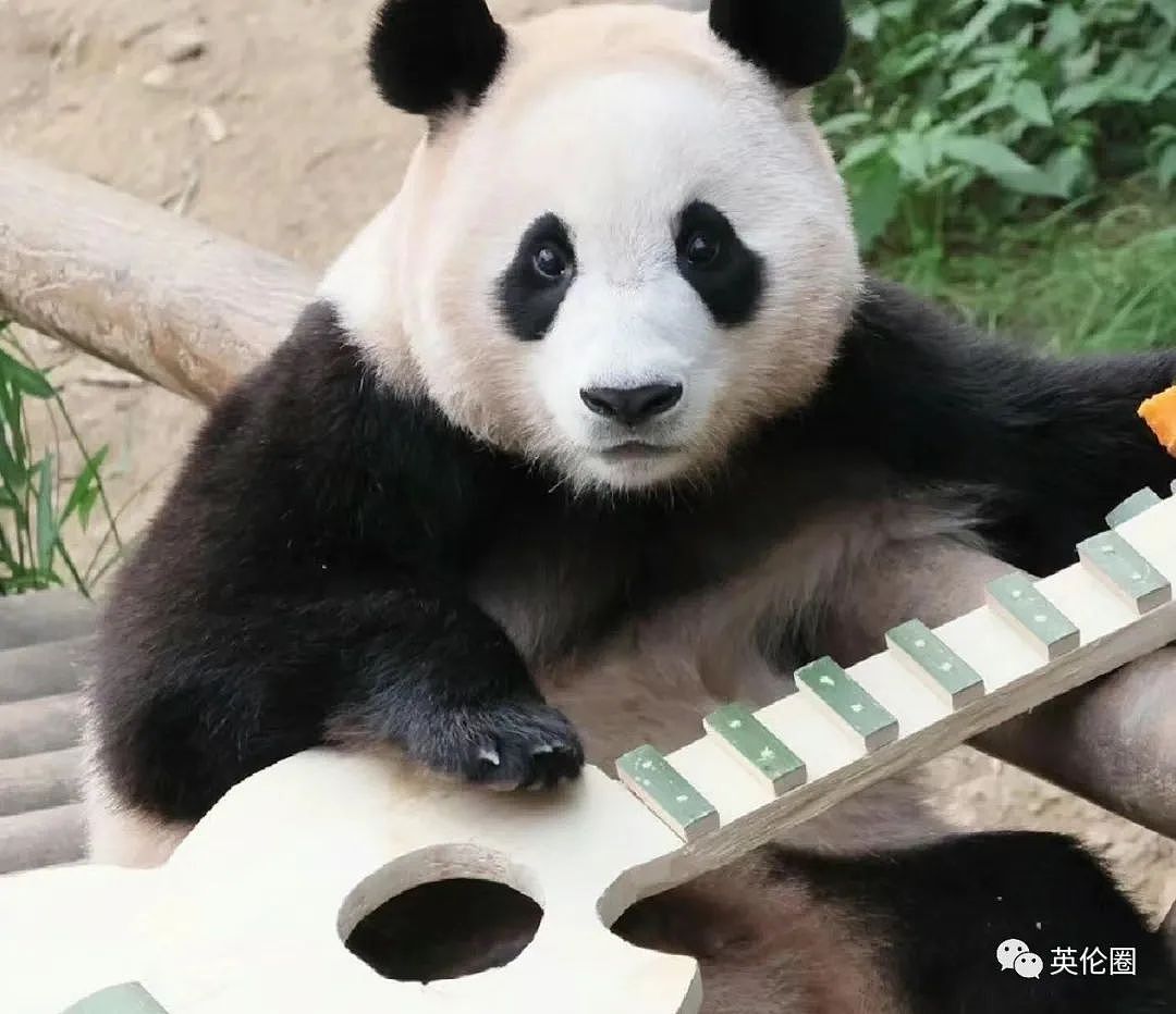 “养不起了“？英国仅有两只大熊猫下月回中国！ 地位比肩王室子嗣，民众心碎：爱我别走...（组图） - 35