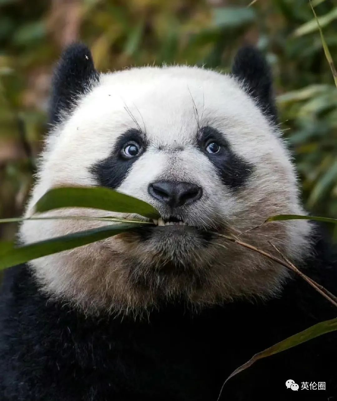 “养不起了“？英国仅有两只大熊猫下月回中国！ 地位比肩王室子嗣，民众心碎：爱我别走...（组图） - 36