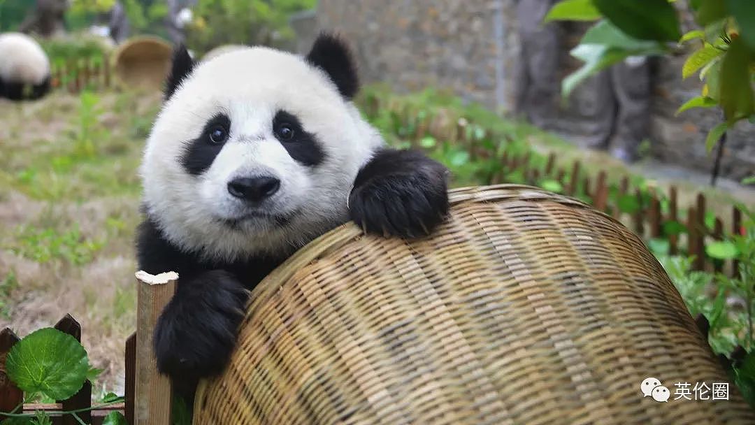 “养不起了“？英国仅有两只大熊猫下月回中国！ 地位比肩王室子嗣，民众心碎：爱我别走...（组图） - 43