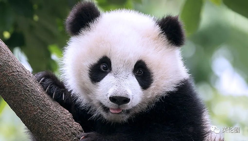 “养不起了“？英国仅有两只大熊猫下月回中国！ 地位比肩王室子嗣，民众心碎：爱我别走...（组图） - 44
