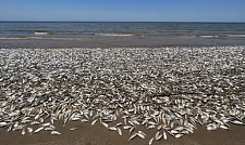 可怕！上千吨死鱼冲上日本海岸，尸体绵延1公里！民众忧心与核废水有关（组图）