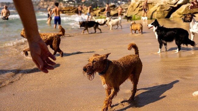 Dogs join their owners for a dip at the beach on Saturday. Picture: Jenny Evans/Getty Images