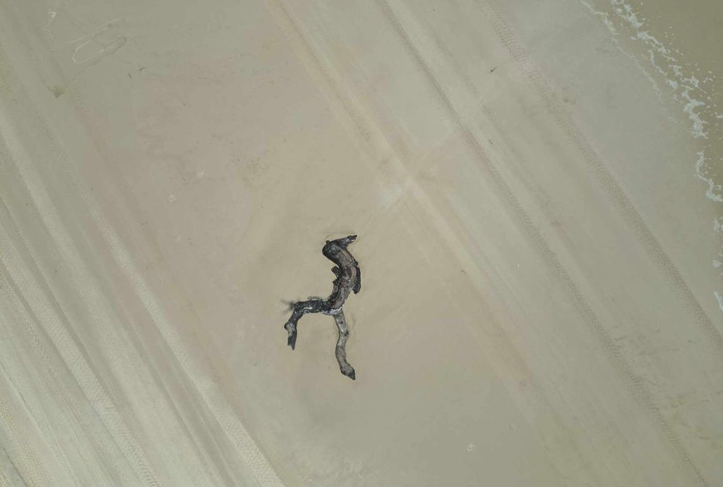 澳游客发现海滩惊现神秘生物“尸体”，走近后更是惊奇（组图） - 3