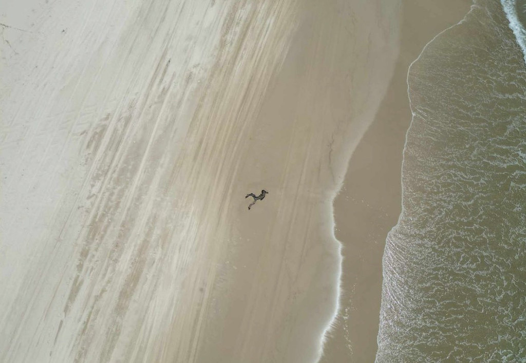 昆州游客发现海滩惊现神秘生物“尸体”，走近后更是惊奇（组图） - 2