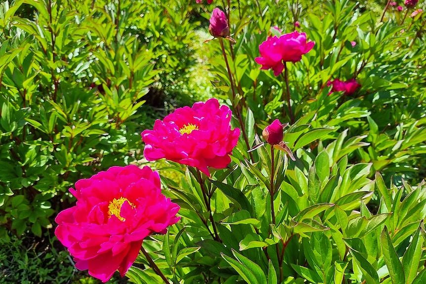 Bright pink peonies stand tall in a field of peonies.
