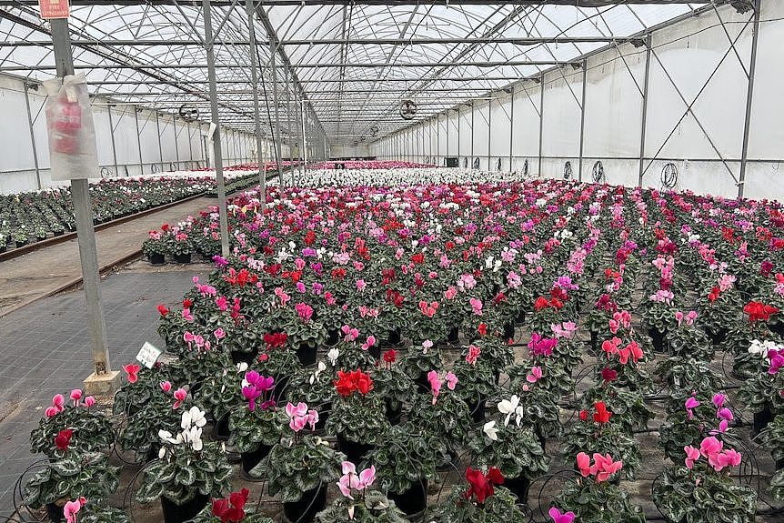 A greenhouse full of blooming Lisianthus plants