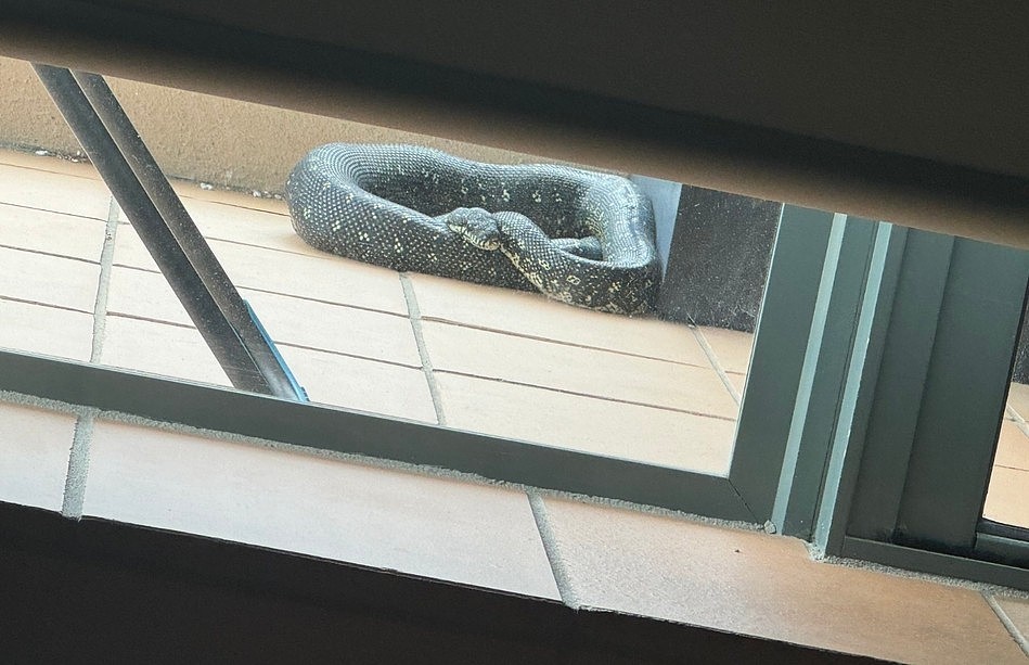悉尼公寓惊现“贪吃蛇”！爬上3楼阳台，只为...（组图） - 3