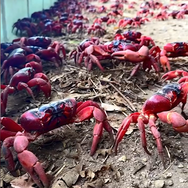 场面壮观！澳洲圣诞岛红蟹开始大迁徙，司机需谨慎驾驶（视频/组图） - 4
