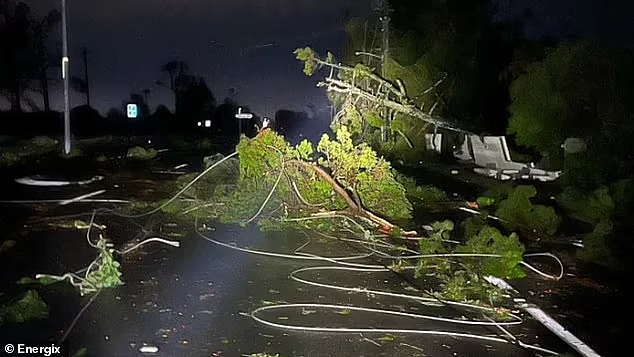 悲剧！强风暴致2名澳人死亡，男子在家中遭树枝砸中当场丧命（组图） - 3