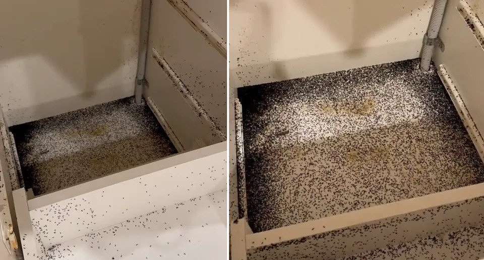 Screenshots of the ant nest covering the inside of her kitchen drawers
