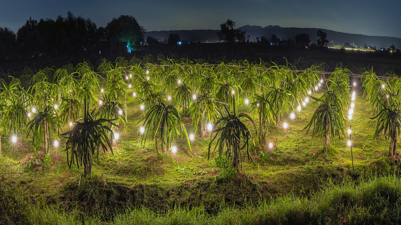 Dragon fruit orchards are lit up at night to extend the season and increase yields. Picture: istock