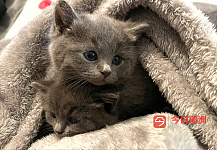 在珀斯喜欢蓝猫宝宝的看过来