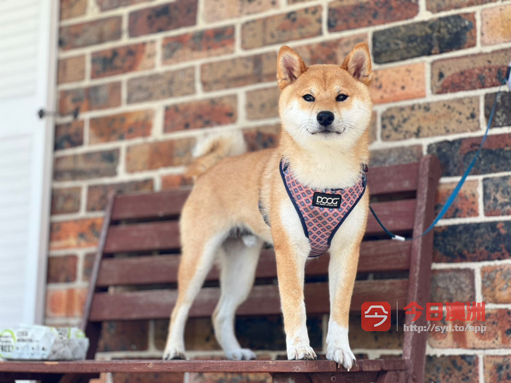 2024年澳洲日本柴犬预订排队