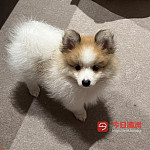 悉尼博美小狗出售
