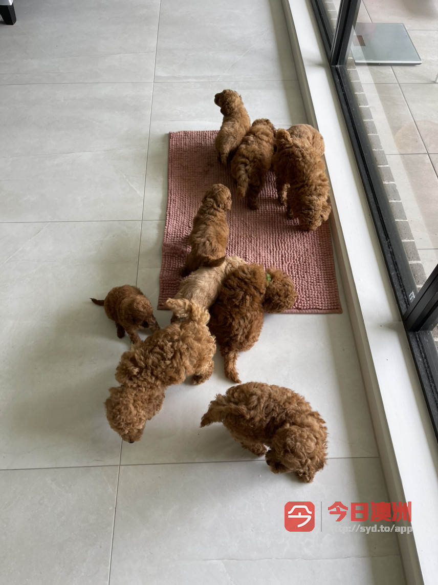 澳洲注册Breeder出售纯种小体Toy poodle红色颜值超级好