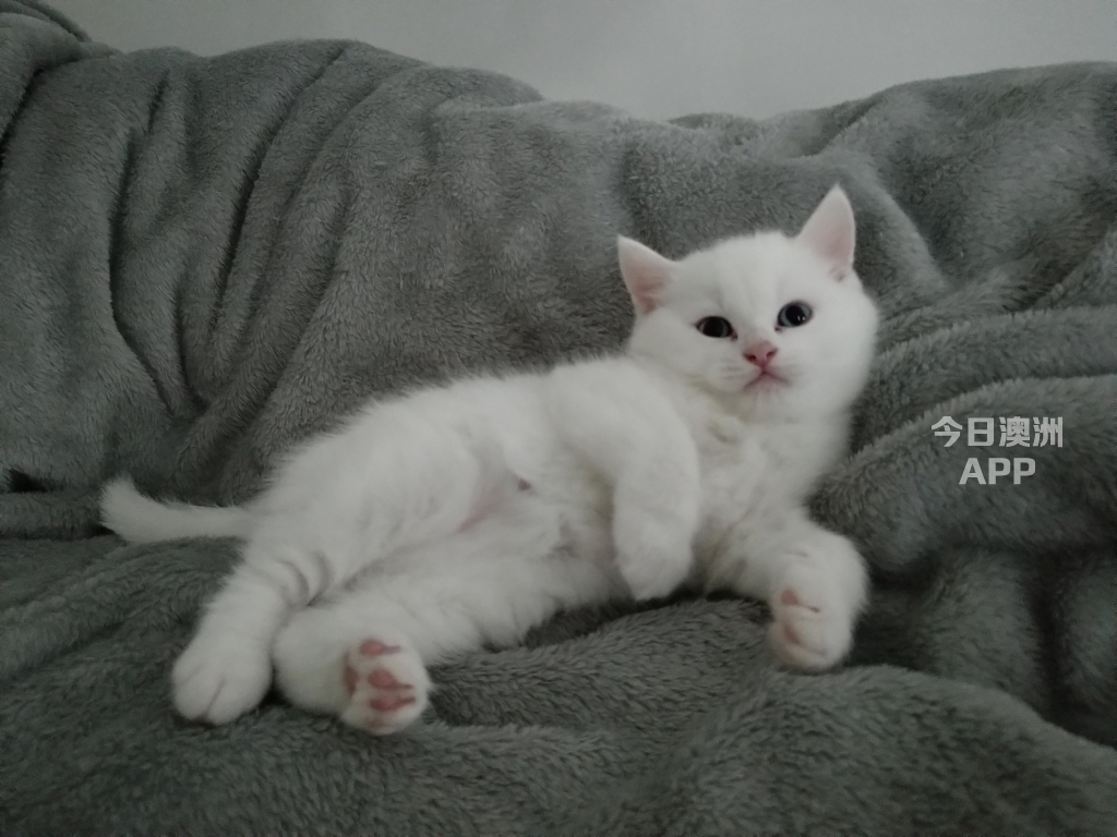 小白猫找新家