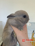 垂耳兔x侏儒兔