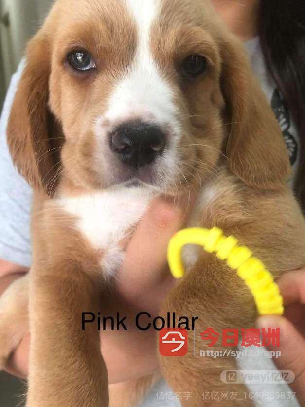 Beaglex cavalier puppies for sale