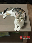 1岁半猫咪求领养