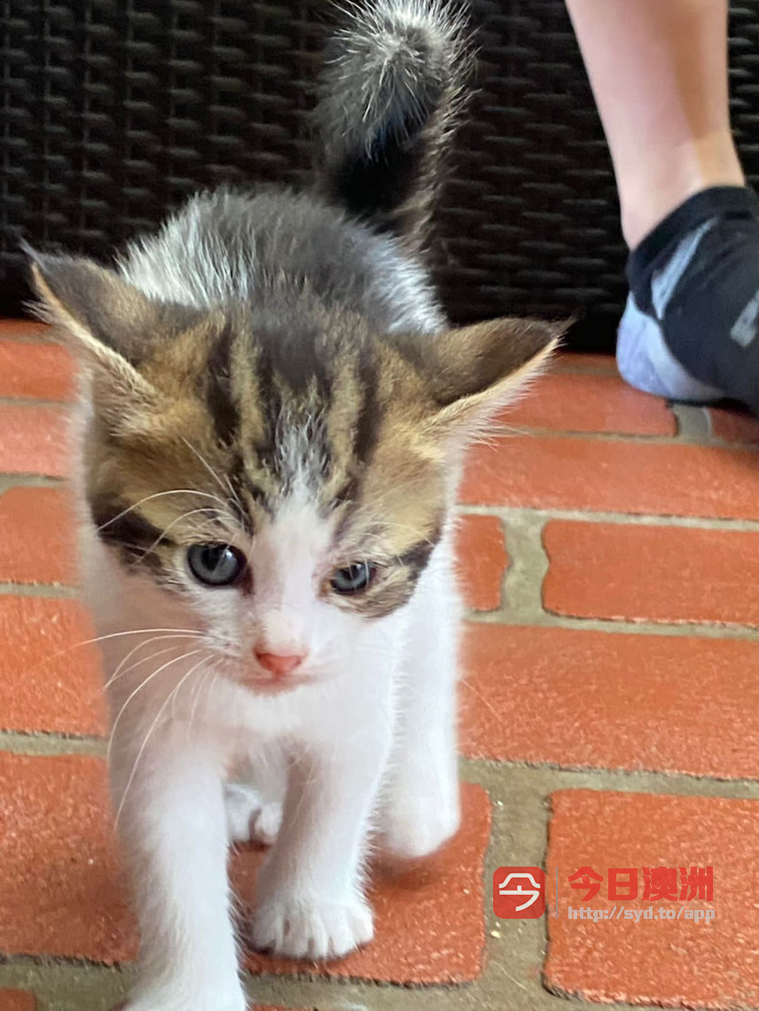 悉尼五只家猫低价出售