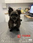 小狗小狗