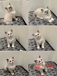 悉尼八周布偶猫找家