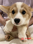 柯基犬幼犬出售