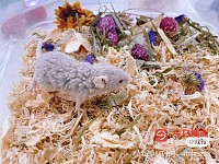 卷毛和短尾缎子鼠手养找新家