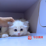 悉尼猫舍布偶猫特价