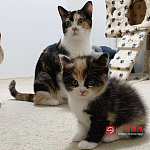 可爱小猫找新家