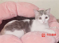 三花妹妹免费领养
