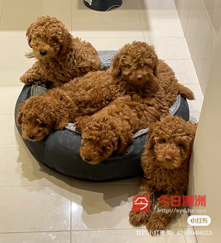 Red toy poodle puppies for sale