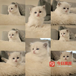 血统布偶猫咪求新家