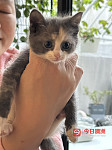 包针两个月奶猫找新家