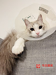 粘人猫咪求带走