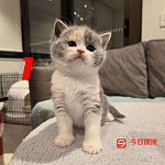5只超可爱双血统纯种英短找家长